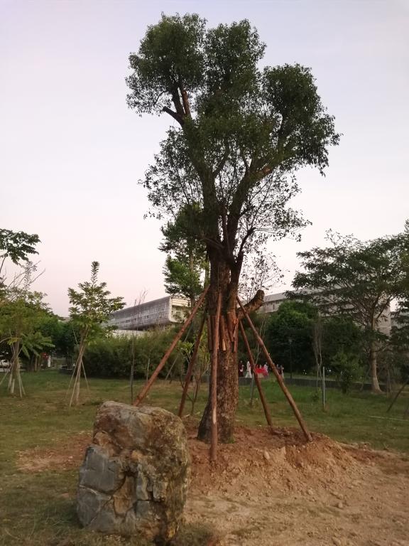 香樟及景观石